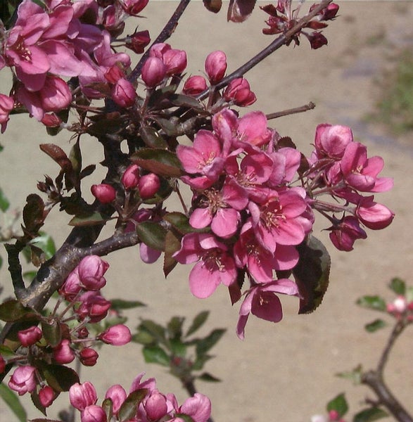 Blühender Zierapfelbaum mit rosa Blüten