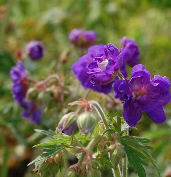 Blüte der Sorte Waldstorchschnabel
