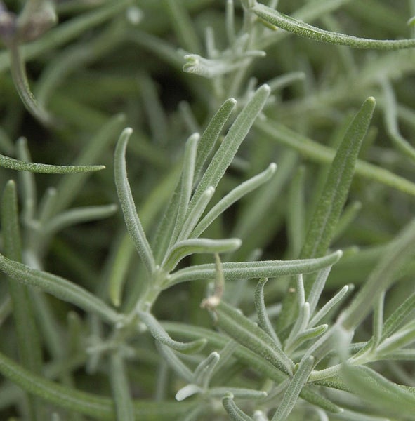 Nahaufnahme von Lavendelblättern