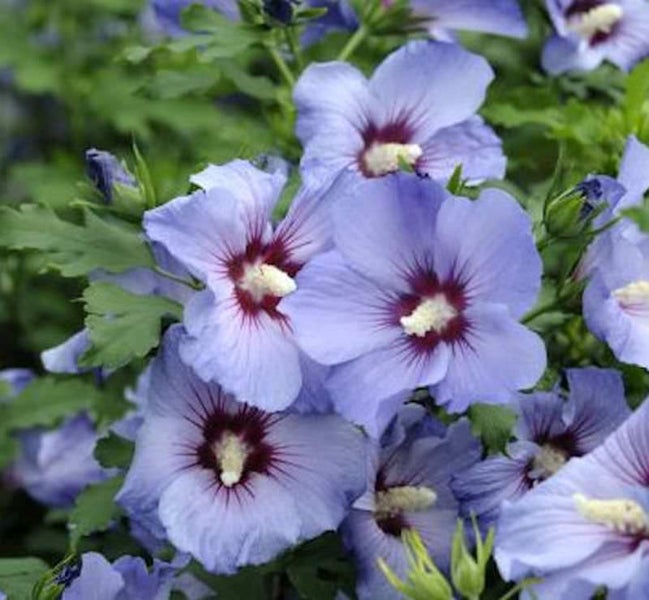 Blühender Hibiskusstrauch mit zahlreichen Blüten