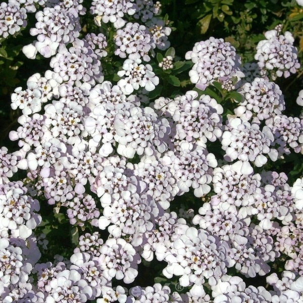 Immergrüne Schleifenblume mit weißen Blüten