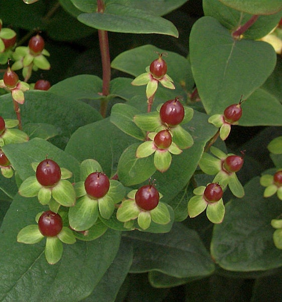 Im Bild ist eine Hypericum Pflanze mit Blättern und Beeren zu sehen.