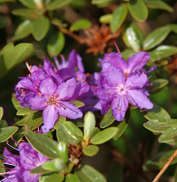 Nahaufnahme von lila Rhododendronblüten mit grünen Blättern.