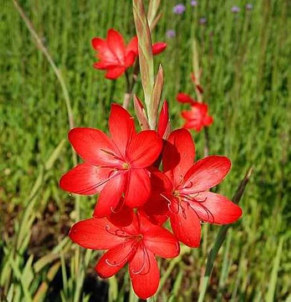 Montbretie Pflanze mit roten Blüten im Garten.
