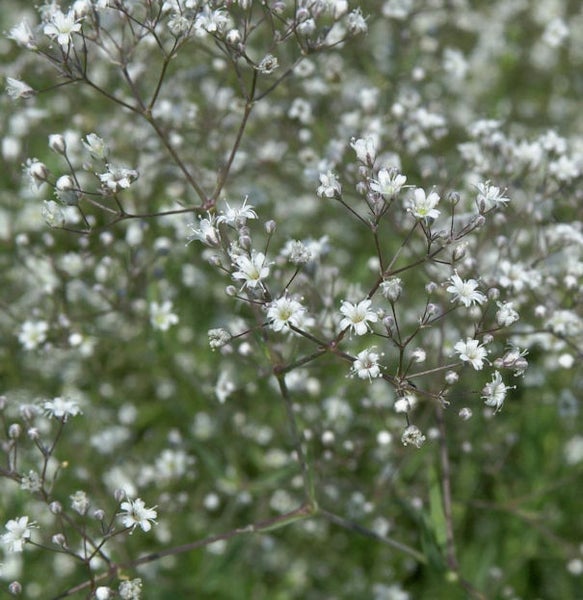 Schleierkraut mit kleinen weißen Blüten