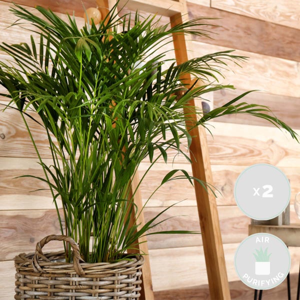 Bloomique - 2er-Set - Dypsis & Chamaedorea - Palme - Zimmerpflanzen - Luftreinigend - Tierfreundlich - 30-40 cm Hoch - Topf 12 cm