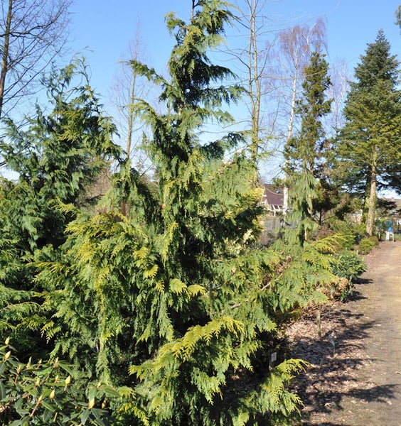 Gruppe von Gelben Hängezypressen im Außenbereich