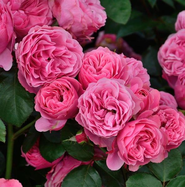 Nahaufnahme von rosa Rosenblüten mit grünen Blättern