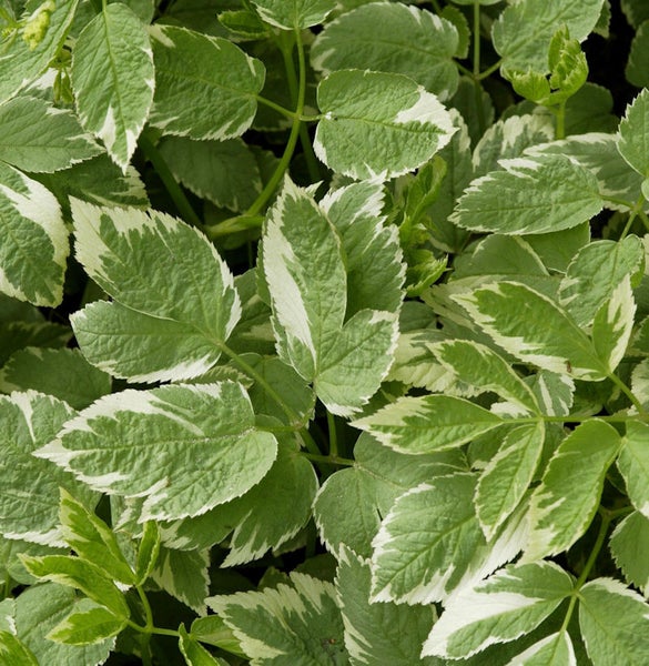 Nahaufnahme von Giersch mit weiß geränderten Blättern.
