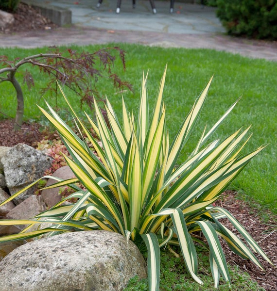 Yucca Pflanze im Garten