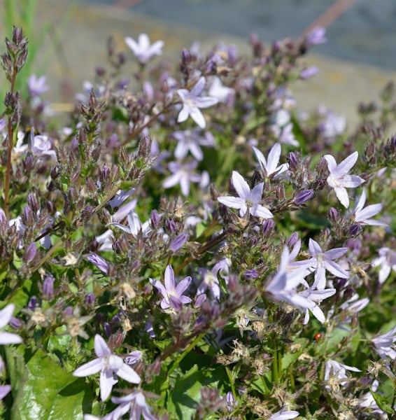 Nahaufnahme von Campanula poscharskyana Blumen im Garten.