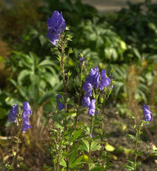 Blühende Eisenhutpflanze im Garten
