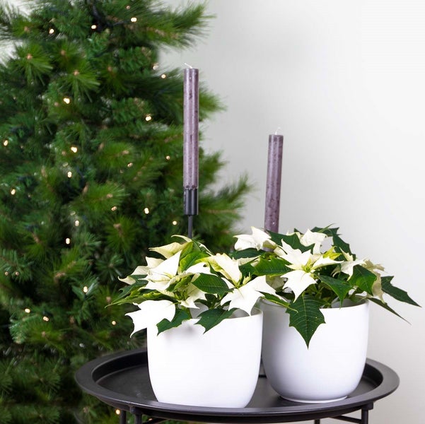 Vizio Logo und mehrsprachiger Hinweis zur PVD-Beschichtung.