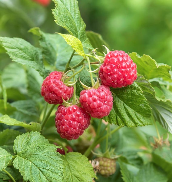 Himbeeren am Strauch mit grünen Blättern