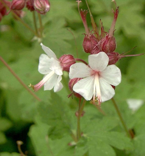 Nahaufnahme von blühendem Storchschnabel