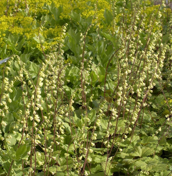 Nahaufnahme von blühenden Elfenblumen im Garten