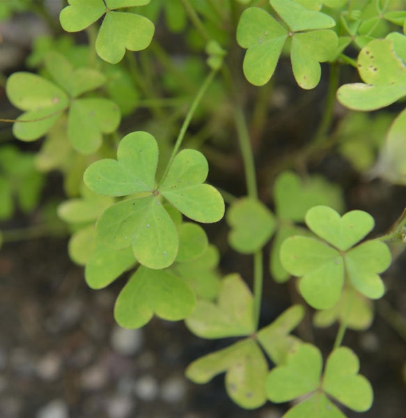 Nahaufnahme von grünen dreiblättrigen Klee Pflanzen