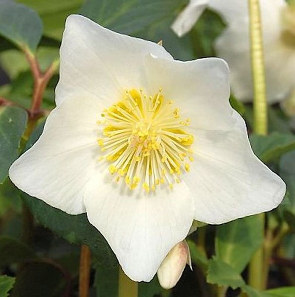 Nahaufnahme einer Christrose mit weißen Blütenblättern und gelben Staubgefäßen.