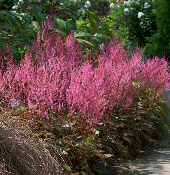 Gruppe von Astilben im Gartenbeet