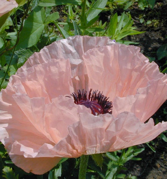 Nahaufnahme einer rosa Mohnblume im Garten