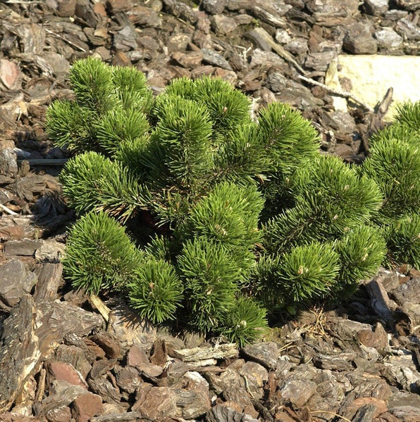 Kiefer im Gartenbeet