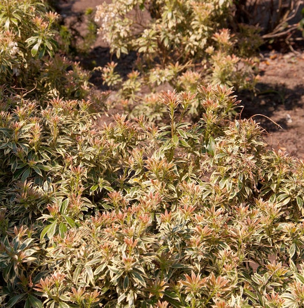 Im Bild ist eine Traubenheide Pflanze zu sehen.