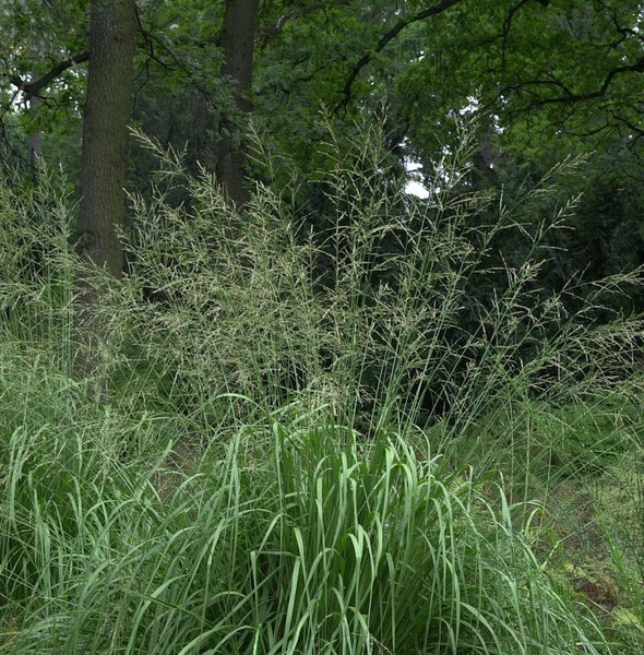 Detailaufnahme von Rispengras im Garten.