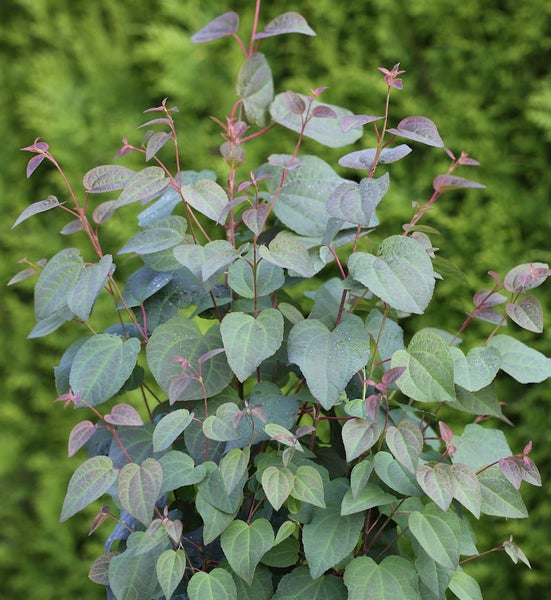 Elfenblume mit herzförmigen Blättern im Garten