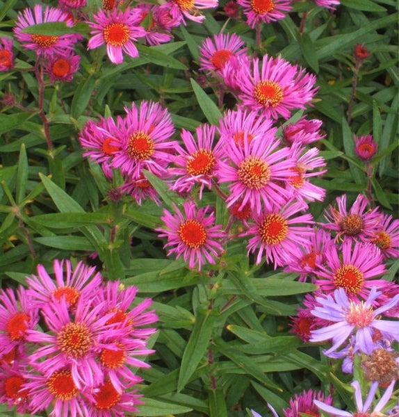 Nahaufnahme von blühenden Raublatt-Astern mit grünen Blättern