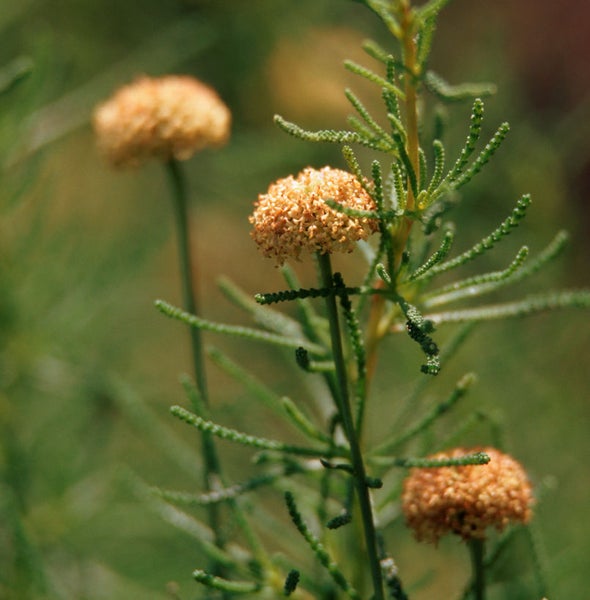 Nahaufnahme von Korbblütlern mit nadelförmigen Blättern
