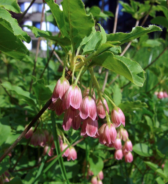 Blüten einer Glockenheide Pflanze