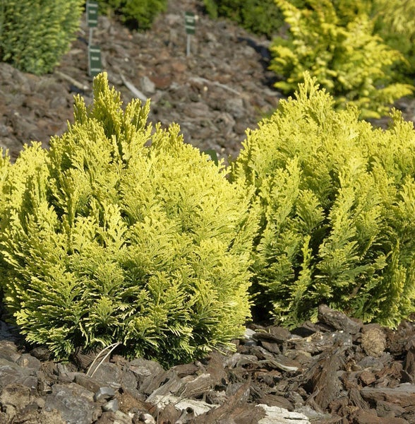 Goldene Zypresse 'Sungold' im Gartenbeet