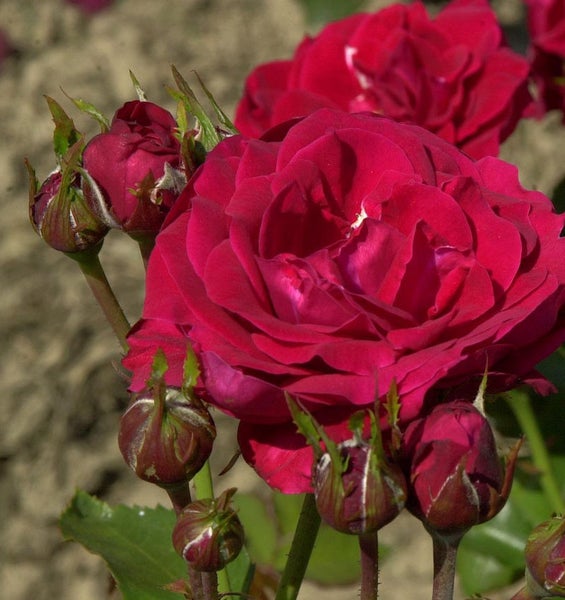 Nahaufnahme einer roten Rose mit Blütenknospen.