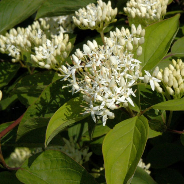 Blütenstände des Tatarischen Hartriegels mit grünen Blättern