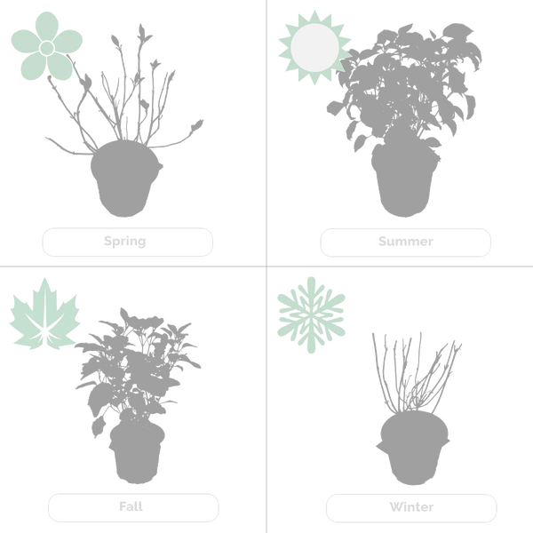 Bloomique - Hydrangea Switch Ophelia - Hortensie - Rosa, Weiß - Gartenpflanzen - Winterhart - 40-50 cm Hoch - Topf 19 cm