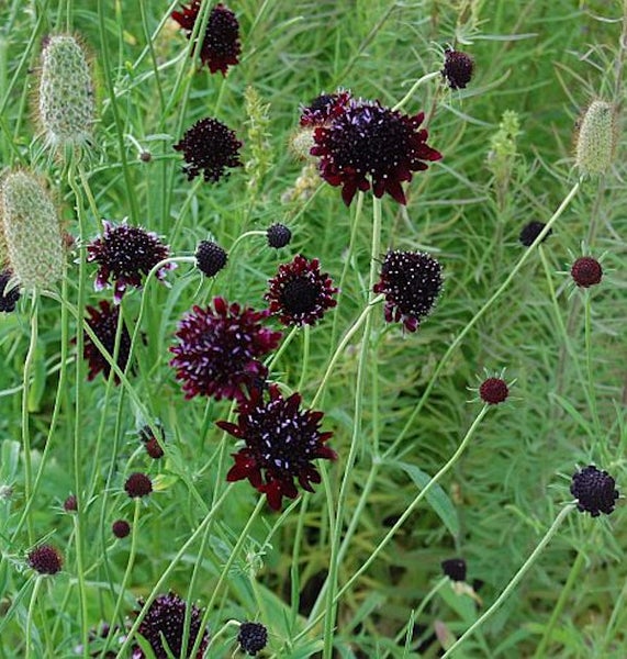 Nahaufnahme von Scabiosa atropurpurea Pflanzen mit purpurroten Blüten in einem Garten.