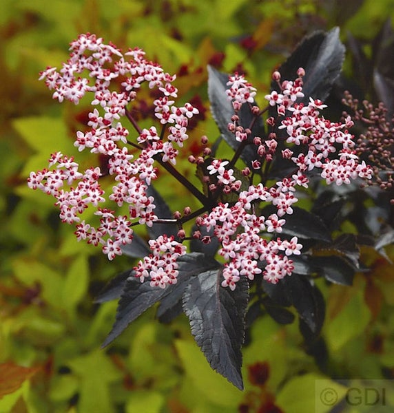 Blüten und Blätter einer Holunderpflanze