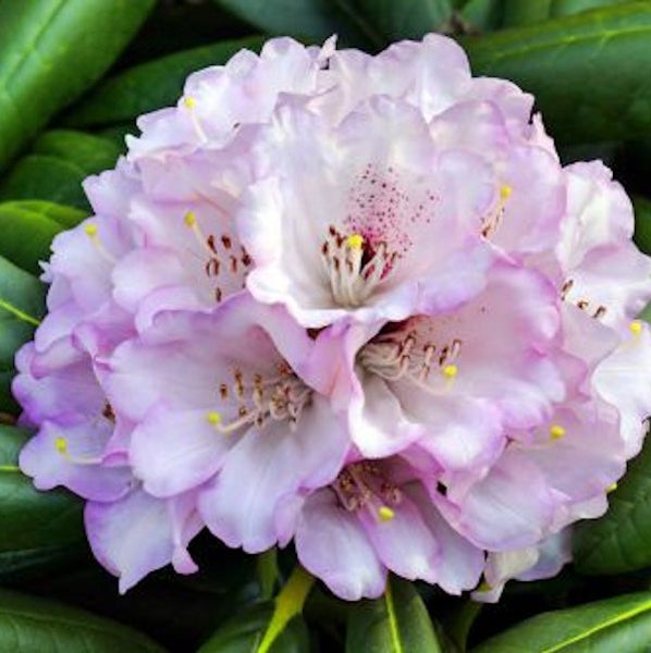 Blütenstand einer Rhododendron Pflanze