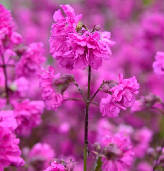Nahaufnahme einer Lychnis coronaria Pflanze mit rosa Blüten