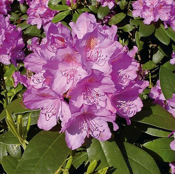 Nahaufnahme einer Rhododendronblüte mit Blättern