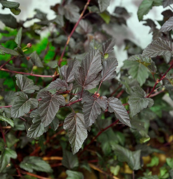Blutblättrige Blasenspiere mit dunklem Laub