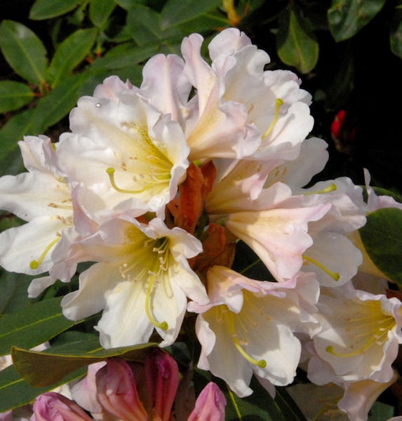 Nahaufnahme einer Rhododendronblüte