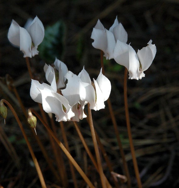 Nahaufnahme von Alpenveilchen mit weißen Blüten