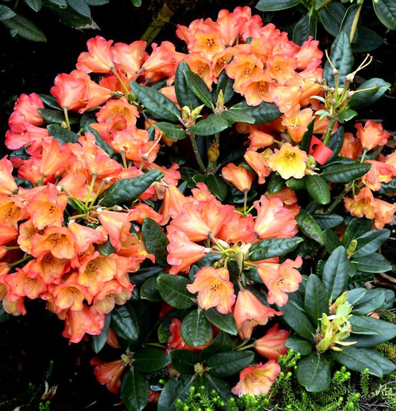 Rhododendronbusch mit Blüten und Blättern