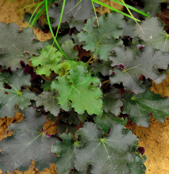 Purpurglöckchen Pflanze mit Blättern im Garten.