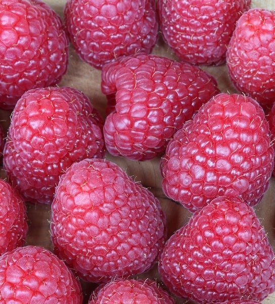 Nahaufnahme von Himbeeren