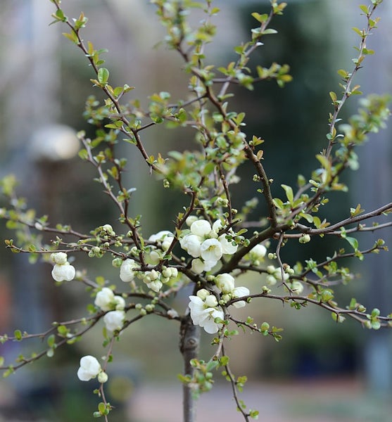 Zierquitte mit weißen Blüten und kleinen Blättern.