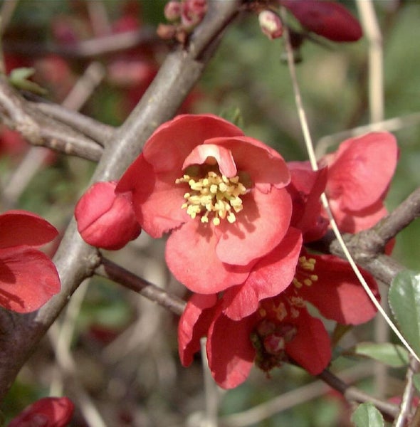 Nahaufnahme einer Zierquitte mit Blüten