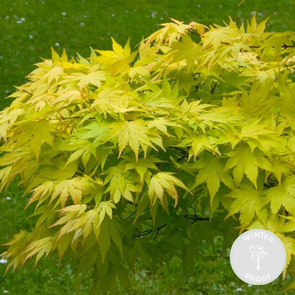 Bloomique - Acer Palmatum Orange Dream - Japanischer Ahorn - Orangefarbenes Laub - Gartenpflanzen - Winterhart - 40-50 cm Hoch - Topf 15 cm
