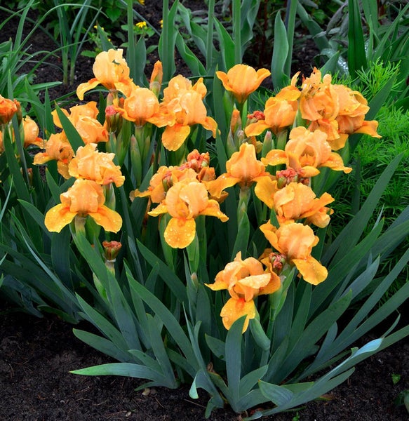 Gruppe von gelben Schwertlilien im Gartenbeet